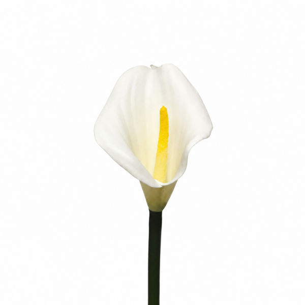 Boutonniere II